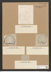 Diatomeae indet. Zeichnungen Sammlung Grunow Nr. 5056 (NHMW-BOT-W0373321)